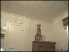 1410706867_46b9442fef7426f5534e581fe59200d5.gif