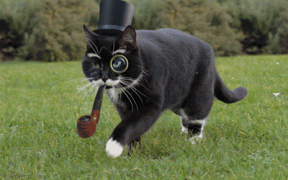 1411875432_26092014-gifki-gifki-smeshnye-gifki.gif