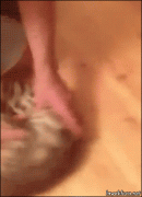 1410356368_1410269239-6ab568646576fe78f1f66cdd8df5e6c0.gif