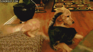 1411274370_3e3636a3ab37951fad75b05c473.gif