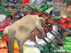 1411239847_1411124779_kotomatricy-2.jpg