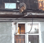 1410707025_37596862cceba07bdacb4519c9e43409.gif