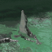 1410264682_h6bsx9k4.gif