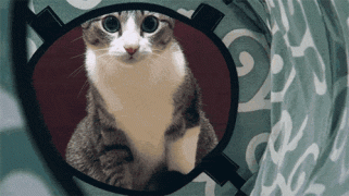 1410741552_c6258245d15511231c630d671f6f6f86.gif
