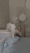 291184_750818.jpg.gif
