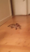 1411574713_3838933_fa0f46f2.gif