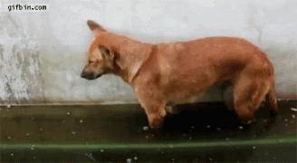 1411006451_ef56e81680dd6936e1c3c4fe991.gif
