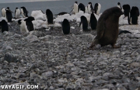 1409998448_gif_199660_los_pinguinos_tan_monos_como_torpes.gif