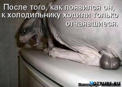 1411239838_1411124736_kotomatricy-30.jpg