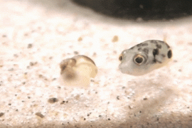1410030588_1409846010_1472651084.gif
