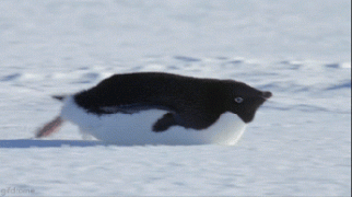 1411787452_1411463887-68a020e2c1b5ffacfcd1bf1634b95956.gif
