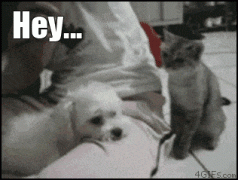 1410264808_2904911d670d0128bd5d8dd8e63ad1e6.gif