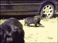 1410706919_511f5e24ede785f09538dd8c24ae6845.gif