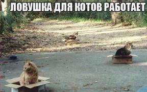 pO0kaZZStc0.jpg