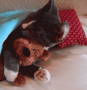 1411231014_2909de80b65085740e96603c9b3.gif