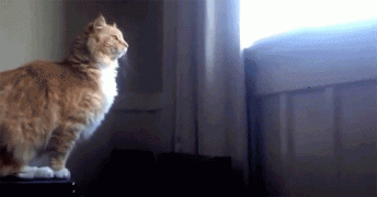 gif-26092014-002.gif