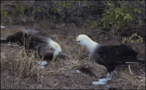 1410356361_a33e6f64269be4f4417e2311765.gif