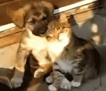 1411053943_1411029224-90c6bd0998210737a6fbda88cd53fc5b.jpg.gif