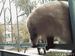 1411809520_291206_751010.jpg.gif