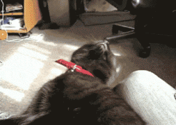 1410707019_4003134ed62413ccd0f8da2fe2b3371d.gif