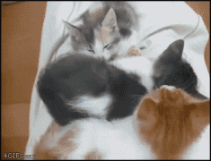 1410264837_3caaa4ecfe33279e7f11117aeffee63d.gif
