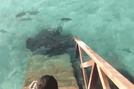 gif-26092014-004.gif