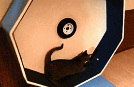 1410741385_gifs_22.gif