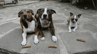1411787370_1410675686_13.gif