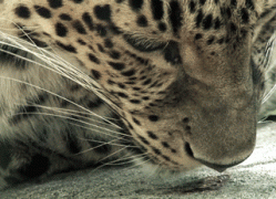 gif-26092014-010.gif
