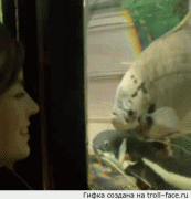1410030580_1409830279_933702954.gif