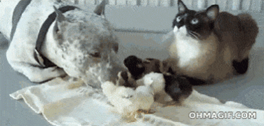 1410706937_62bf91433cb2a7b16ba9e3a0a34dce63.gif