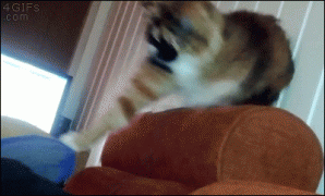 1411574489_291031_749723.jpg.gif