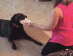 1409998384_gifs_08.gif