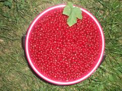 DSCF8946.JPG
