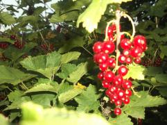 DSCF8934.JPG