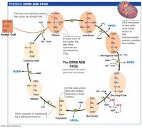 09_15_citric_acid_cycle-L.jpg
