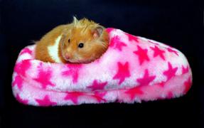 hamster732.jpg