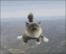anigif_enhanced-buzz-22857-1370364567-15.jpg.gif