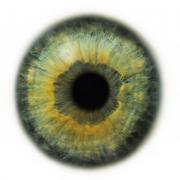 human_eye3.jpg