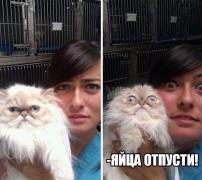 кот8.jpg