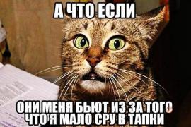 кот.jpeg