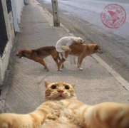 111293567-b7vrcgpccaelqa6.png