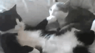 1473203809_gifs_01.gif