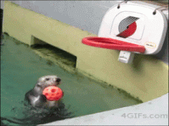 ezgif.com-resize-105.gif