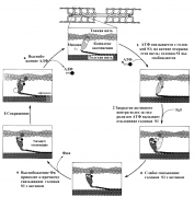 Myosine_a4b075ac611a34b0.png