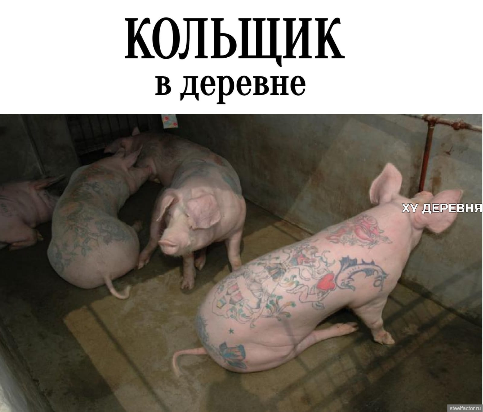татуированная свинья
