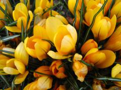 flowers_412.jpg