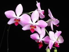 Phalaenopsis_Orphan_Annie.jpg