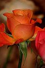pv_1311579.jpg
