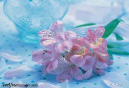 flowers_07.jpg